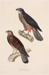 Raubvögel von Unbekannter Künstler