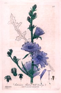 Bittere Chicorée (Cichorium intybus) Botanische Tafel aus „British Phaenogamous Botany“ von William Baxter und Charles Mathews 1841