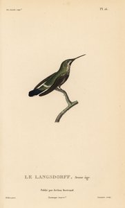 Schwarzbauch-Dornschwanz, Discosura langsdorffi (Ornismya langsdorfii). Unreif. Handkolorierter Stahlstich von Coutant nach einer Illustration von Jean-Gabriel Pretre aus Rene Primevere Lesson