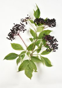 Schwarze Beeren des Europäischen Schwarzen Holunders