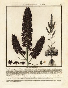Schwarze Nieswurz, Veratrum nigrum