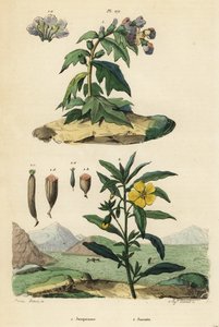 Schwarzes Bilsenkraut, Hyoscyamus niger 1, und peruanische Primel-Weide, Ludwigia peruviana 2