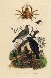 Schwarzer Pirol, Oriolus hosii 1, Grüner Pirol, Oriolus flavocinctus 1a, Vierhorn-Spinnenkrabbe, Pisa tetraodon 2, Rüsselkäfer, Pissodes-Arten 3