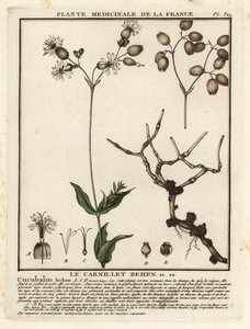 Gewöhnliches Leimkraut, Silene vulgaris von Unbekannter Künstler