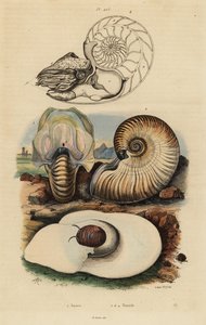 Blasen-Mondschnecke, Neverita didyma 1, Krusten-Nautilus, Nonion umbilicatulum 2, und Perlboot, Nautilus pompilius 3,4 von Unbekannt