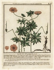 Blutroter Storchschnabel, Geranium sanguineum von Unbekannter Künstler