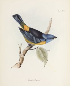 Blau-gelber Tangar, Südamerika, ca. 1832-1836 von Unbekannter Künstler