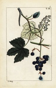 Blaue Trauben am Weinstock, Vinis vitifera von Unbekannter Künstler