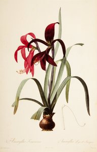 Botanische Illustration/Redoubt/Sprekelia formosissima/Sankt-Jakobs-Lilie/Jakobslilie