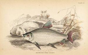 Bocachico oder Koulimata, Prochilodus rubrotaeniatus (Blassrotgestreifter Lachs-Karpfen, Prochilodus rubro-taeniatus). Handkolorierter Stahlstich von W.H. Lizars nach einer Illustration von James Stewart aus Robert Schomburgs Fische von Guiana, Teil von Si