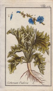 Botanisch: Endivienpflanze mit Wurzel, Blättern und Blüten, Cichorium endivia. Handkolorierte Kupferstichgravur nach einer Zeichnung von B. Thanner aus Johannes Zorns „Icons plantarum medicinalium“, Deutschland