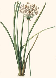 Botanische Illustration/Redouté/Butomus umbellatus/Doldenblütiger Schwanenhalm/Blumenarmband
