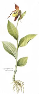 Botanische Tafel / Cypripedium calceolus / Frauenschuh