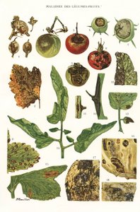 Botanische Tafel / Obst- und Gemüsekrankheiten von Unbekannt