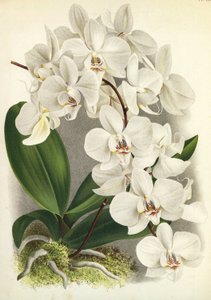 Botanische Tafel: Phalaenopsis amabilis, Phalaenopsis gigantea