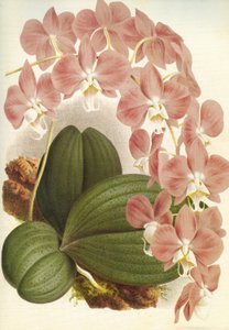 Botanische Tafel/Phalaenopsis sanderiana/Lindenia von Unbekannt