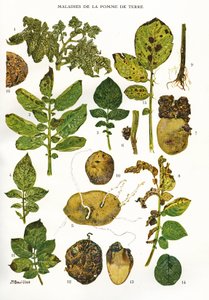 Botanische Tafel/Kartoffelkrankheiten/Solanum tuberosum von Unbekannt