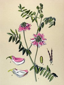 Botanische Tafel, Pflanze: Bunte Kronwicke (Coronilla varia)