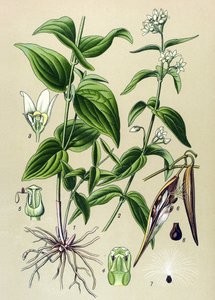 Botanische Tafel: Gewöhnlicher Schwalbenwurz (Vincetoxicum hirundinaria)