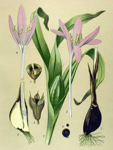 Botanische Tafel, giftige und medizinische Pflanze: Herbstzeitlose (Colchicum autumnale)
