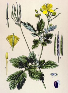 Botanische Tafel, giftige und medizinische Pflanze: Schöllkraut (Chelidonium majus)