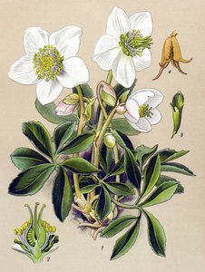 Botanische Tafel, giftige und medizinische Pflanze: Christrose (Helleborus niger)