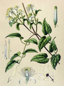 Botanische Tafel, giftige und medizinische Pflanze: Waldrebe (Clematis vitalba) von Unbekannter Künstler