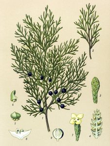 Botanische Tafel. Giftige und Heilpflanze: Sadebaum (Juniperus sabina)