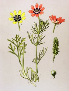 Botanische Tafel. Giftige und medizinische Pflanze: Sommer-Adonisröschen (Adonis aestivalis)