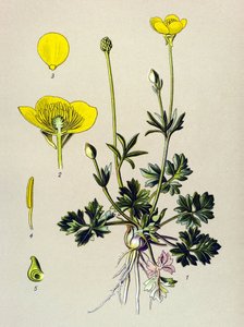 Botanische Tafel, giftige Pflanze: Knolliger Hahnenfuß (Ranunculus bulbosus) von Unbekannter Künstler