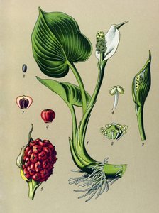 Botanische Tafel, giftige Pflanze: Sumpf-Calla (Calla palustris)