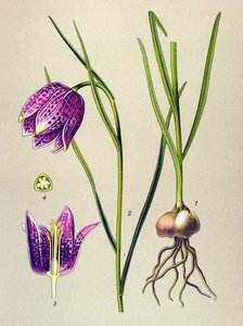 Botanische Tafel, giftige Pflanze: Schachbrettblume (Fritillaria meleagris)