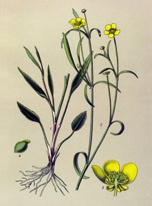Botanische Tafel, giftige und medizinische Pflanze: Brennender Hahnenfuß (Ranunculus flammula)