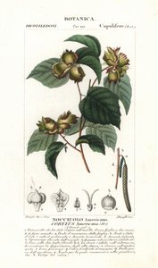 Botanische Tafel: Haselnuss und Haselnuss - Amerikanische Haselnuss, Corylus americana, heimisch in Nordamerika. Handkolorierte Kupferstichpunktgravur aus Jussieus „Dictionary of Natural Science“, 1837. Graviert von Stanghi, gezeichnet von Pierre Jean-Fran von Unbekannter Künstler