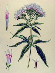 Botanische Tafel, Pflanze: Hanfblättriges Wasserdost (Eupatorium cannabinum) von Unbekannter Künstler