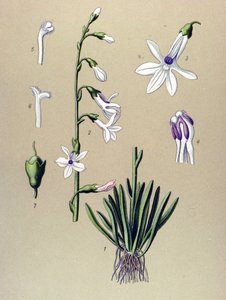 Botanische Tafel, Pflanze: Lobelie (Lobelia dortmanna) von Unbekannter Künstler