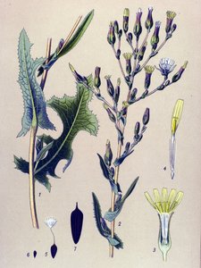 Botanische Tafel, Pflanze: Eskariol-Salat oder Wilder Lattich (Lactuca scariola, Lactuca serriola)
