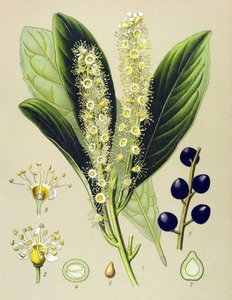 Botanische Tafel, Pflanze: Kirschlorbeer (Prunus laurocerasus)