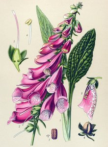Botanische Tafel, Pflanze: Purpur-Fingerhut (Digitalis purpurea)