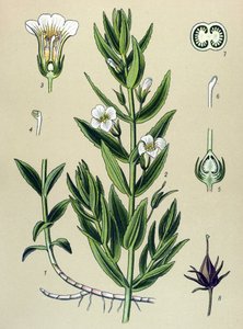 Botanische Tafel, Pflanze: Gnadenkraut (Gratiola officinalis) von Unbekannter Künstler