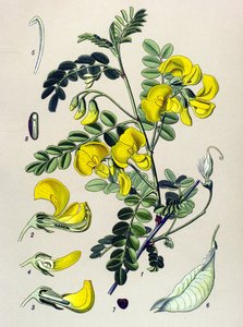 Botanische Tafel, Pflanze: Blasenstrauch (Colutea arborescens)