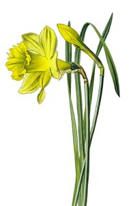 Botanische Tafel, Pflanze: Gelbe Narzisse (Narcissus pseudonarcissus) von Unbekannter Künstler