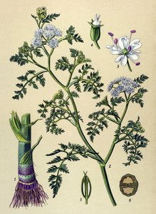 Botanische Tafel, giftige und medizinische Pflanze: Wasser-Schierling (Oenanthe aquatica) von Unbekannter Künstler
