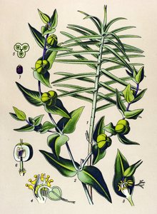 Botanische Tafel, giftige und medizinische Pflanze: Kreuzblättrige Wolfsmilch (Euphorbia lathyris)