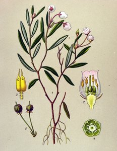 Botanische Tafel, giftige Pflanze: Rosmarinheide (Andromeda polifolia)