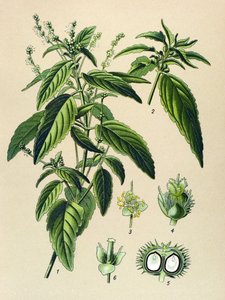Botanische Tafel, giftige Pflanze: Einjährige Bingelkraut (Mercurialis annua) von Unbekannter Künstler