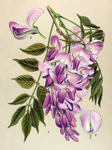 Botanische Tafel, giftige Pflanze: Chinesischer Blauregen (Wisteria chinensis)