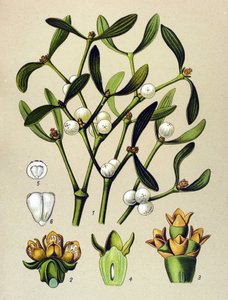 Botanische Tafel, giftige Pflanze: Mistel (Viscum album)