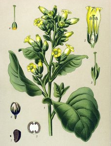 Botanische Tafel, giftige Pflanze: Mapacho-Tabak (Nicotiana rustica) von Unbekannter Künstler