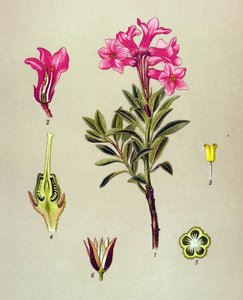 Botanische Tafel, giftige Pflanze: Alpen-Rhododendron (Rhododendron hirsutum) von Unbekannter Künstler